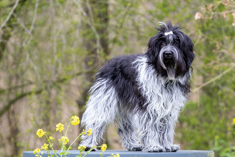 Schapendoes Dutch Sheepdog standing outdoor