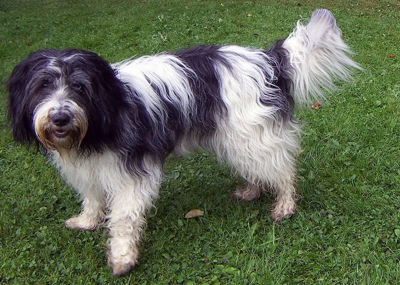 Schapendoes_Caronna _Wikimedia