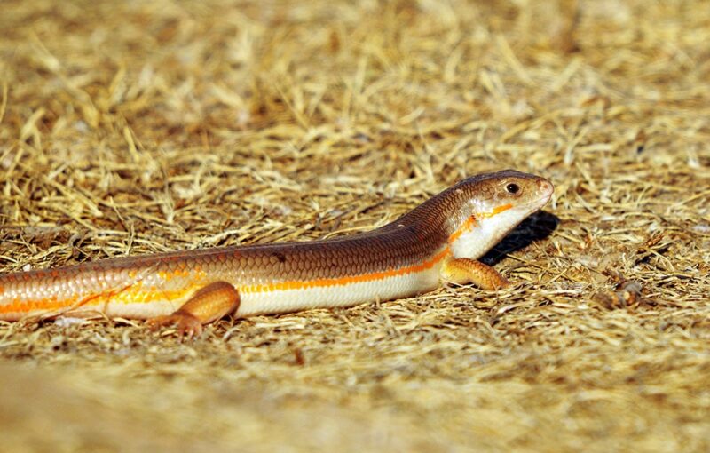 Schneider's Skink