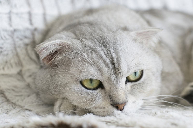 Scottish Fold_Sophkins, Pixabay