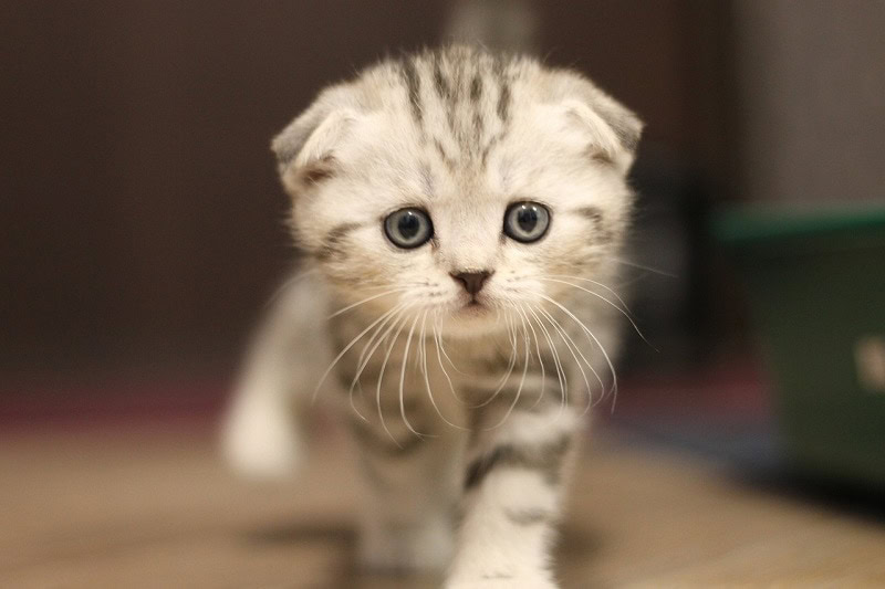 Scottish Fold Kitten