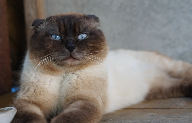 Scottish Fold Siamese Mix cat