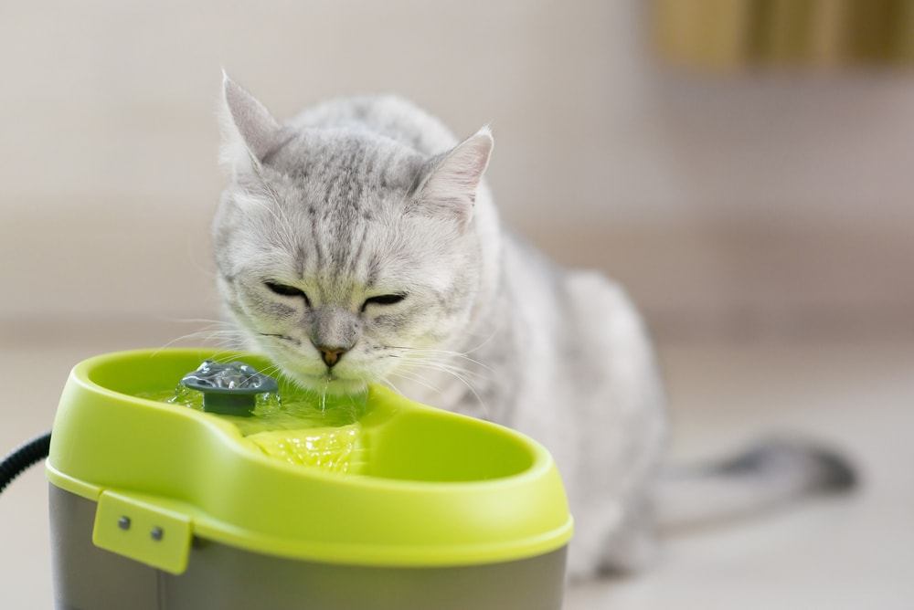 Scottish Fold drinking from water fountain