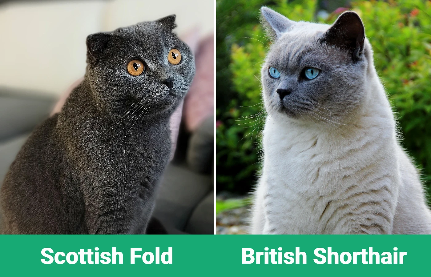 Scottish Fold vs British Shorthair - Visual Differences