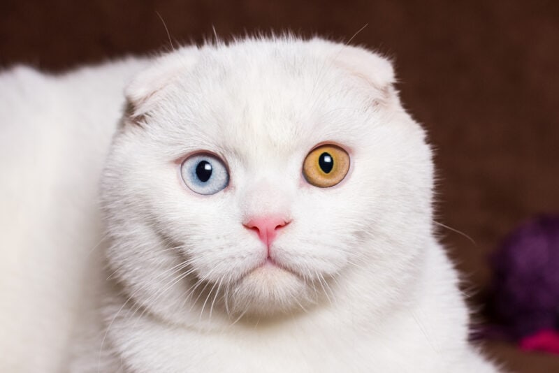 Scottish Fold with diffrent eye color