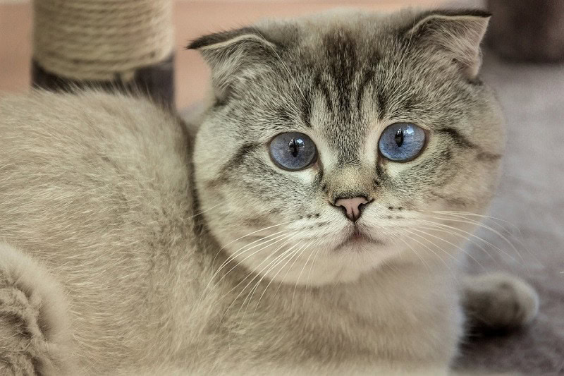 Scottish Fold