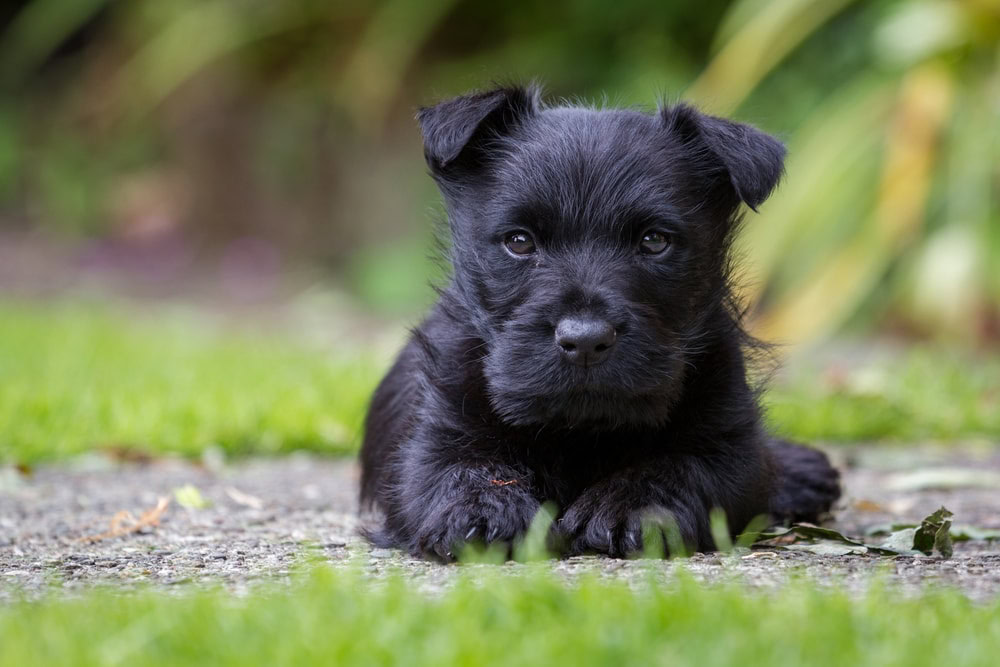 Scottish Terrier puppy