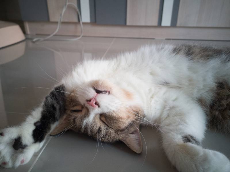 Scottish fold cat is faking sleep