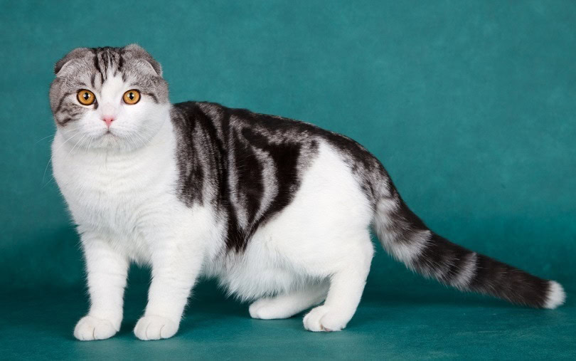 Scottish-fold_mdmmikle_shutterstock