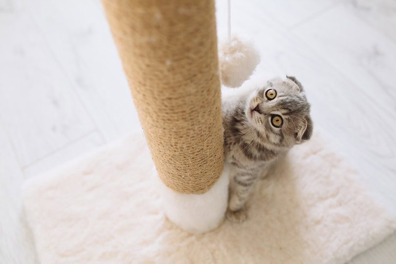 Scottish little cat playing on scratching post