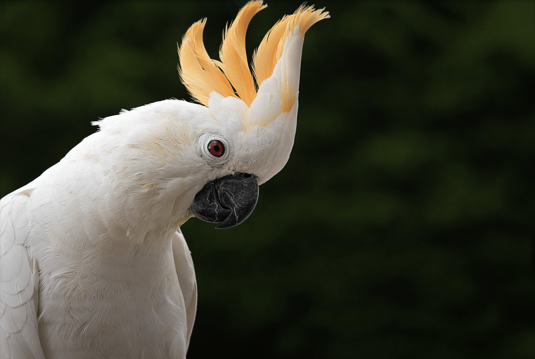 Citron-Crested Cockatoo