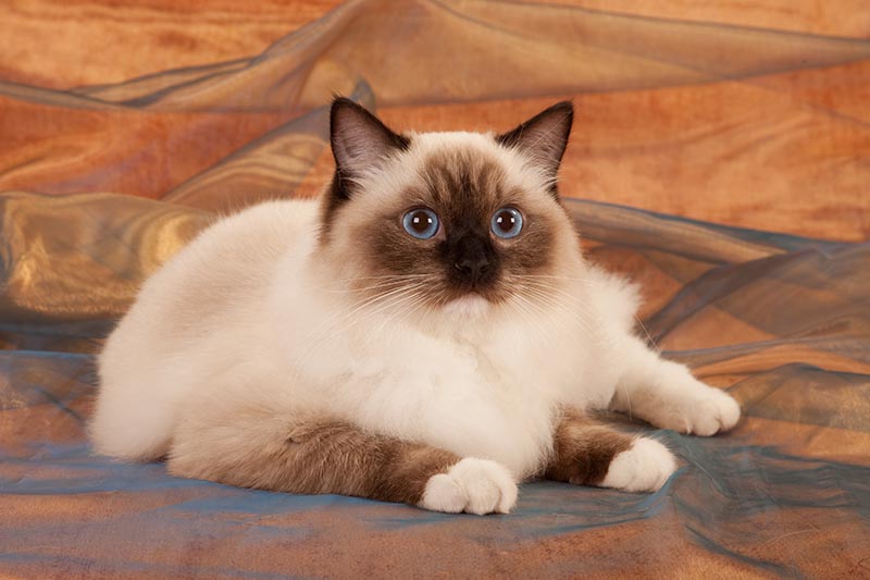 Seal point Ragdoll on bronze brown background