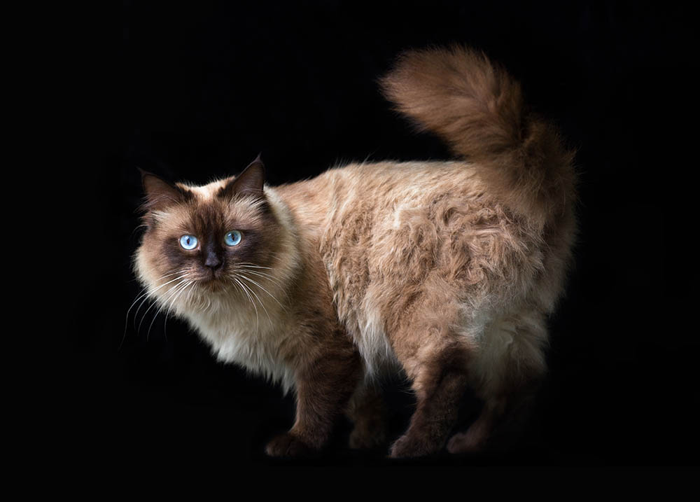 Seal-point neva masquerade in black background