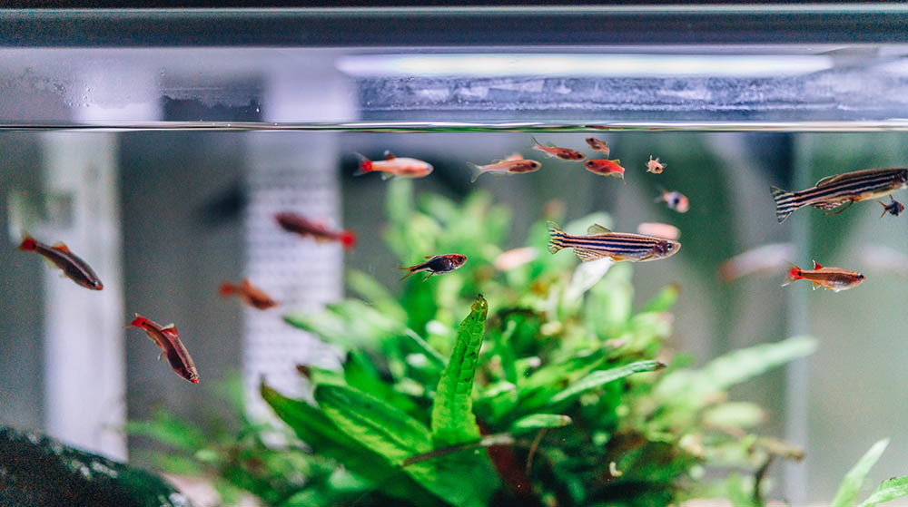 Seasalt Aquarium_JerryWang_Unsplash