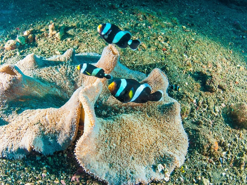 Sebae clownfish_e2dan_shutterstock