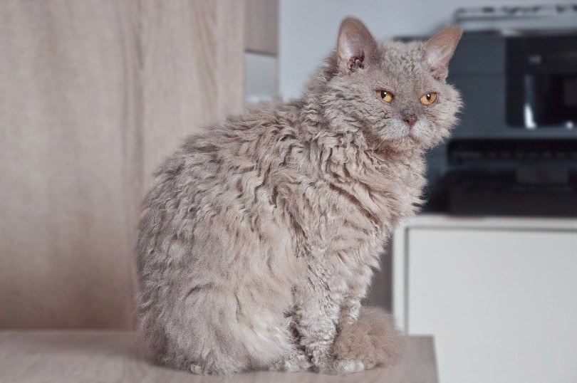 Selkirk Rex cat