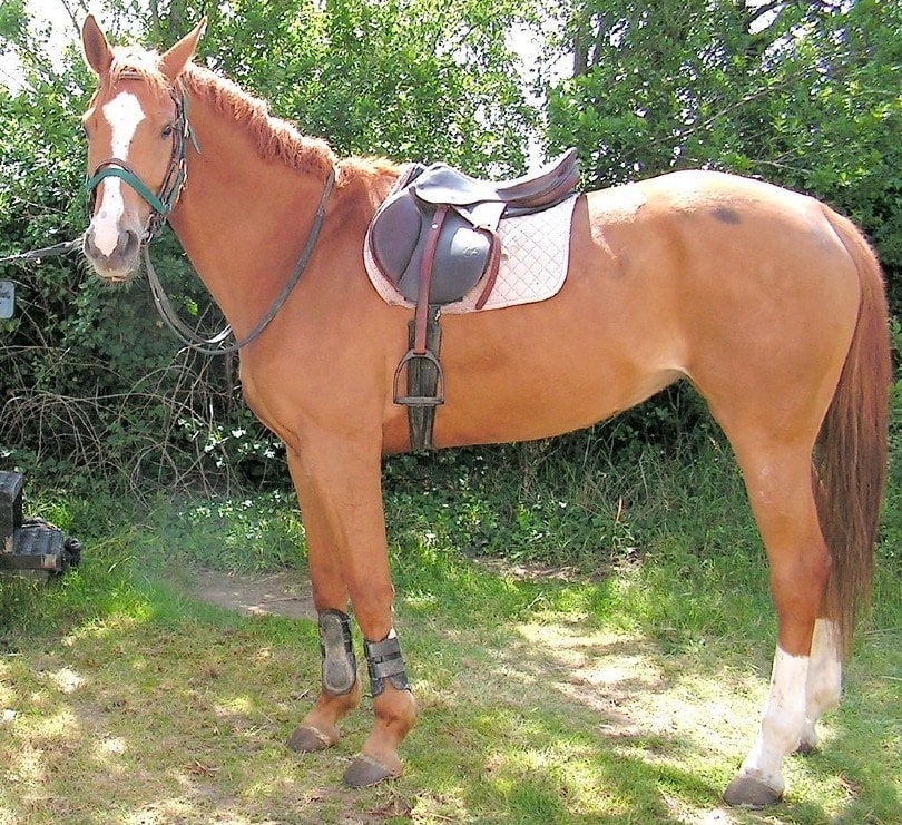 Selle Francais horse