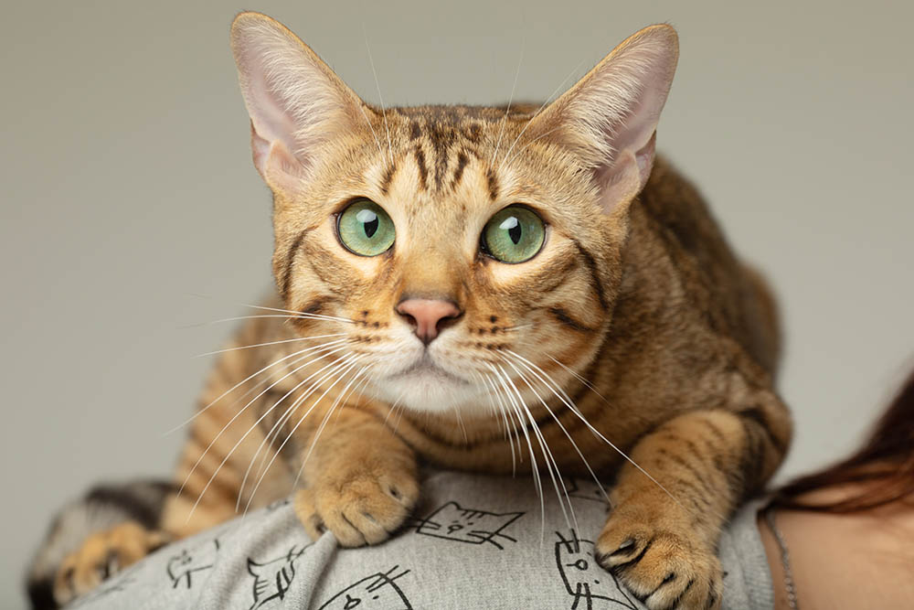 Serengeti cat closeup