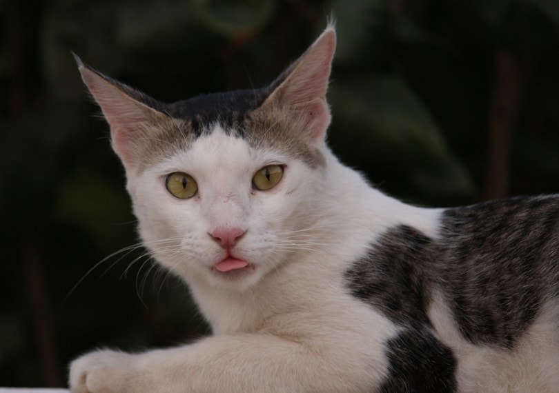 Serrade Petit close up