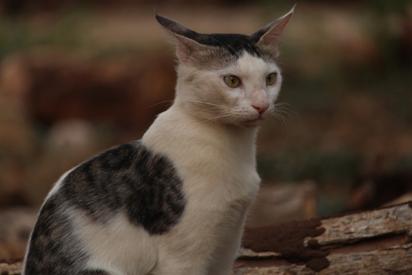 close up of Serrade Petit cat