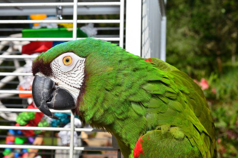 Severe Macaw