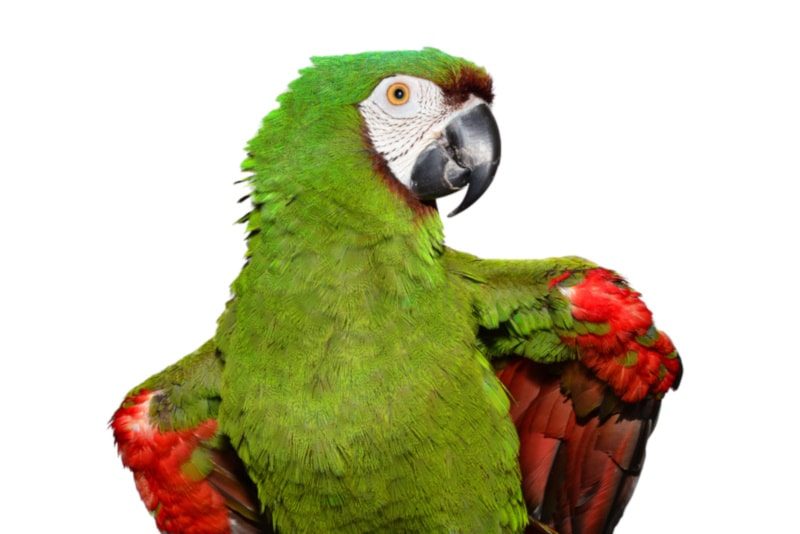 Severe macaw isolated