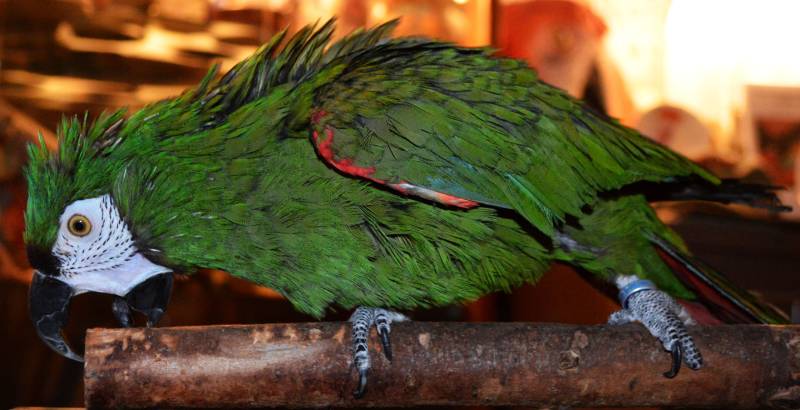 Severe or Chestnut-fronted Macaw