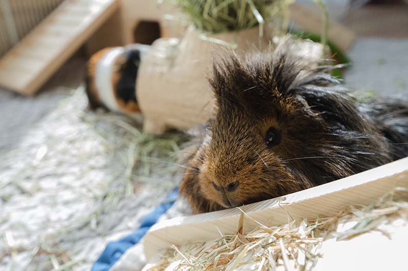 Sheba Guinea Pig