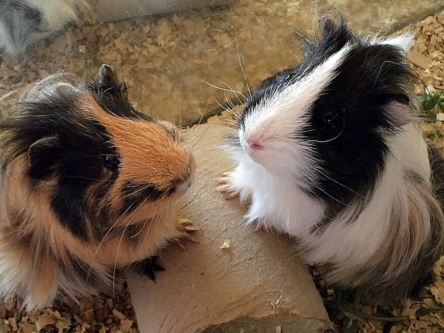 Sheba Guinea Pigs