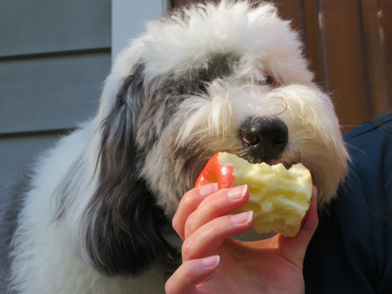 Sheepadoodle taking a bite of apple
