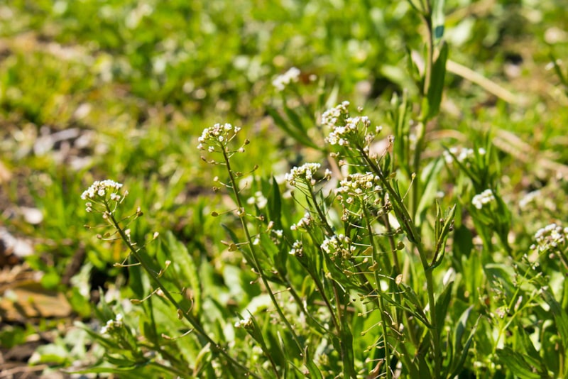 Sheperds purse growing in the wild