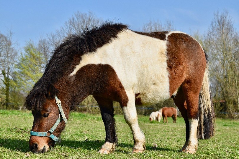 Shetland Pony