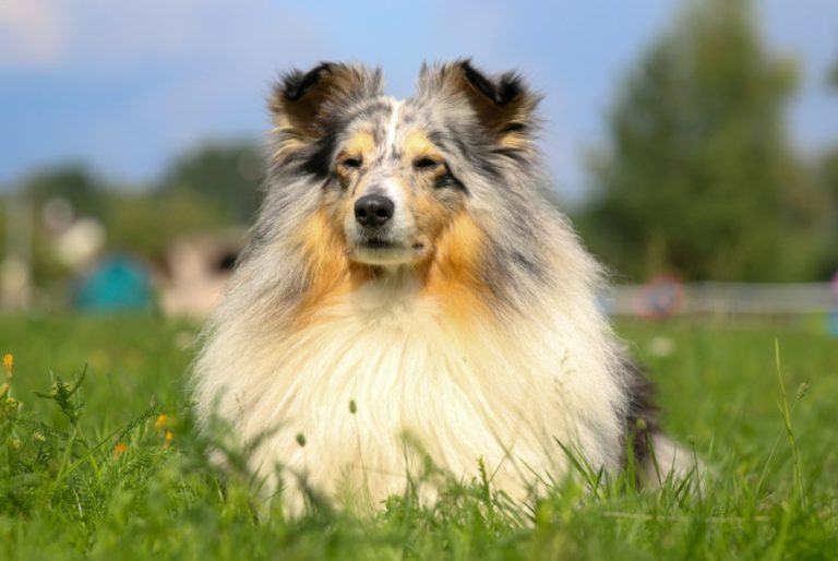 Shetland Sheepdog_Lisjatina_Shutterstock