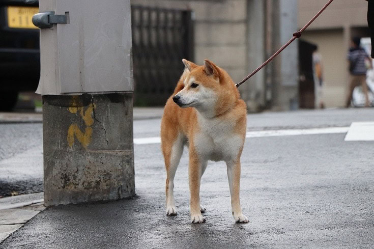 Shiba-Inu-dog