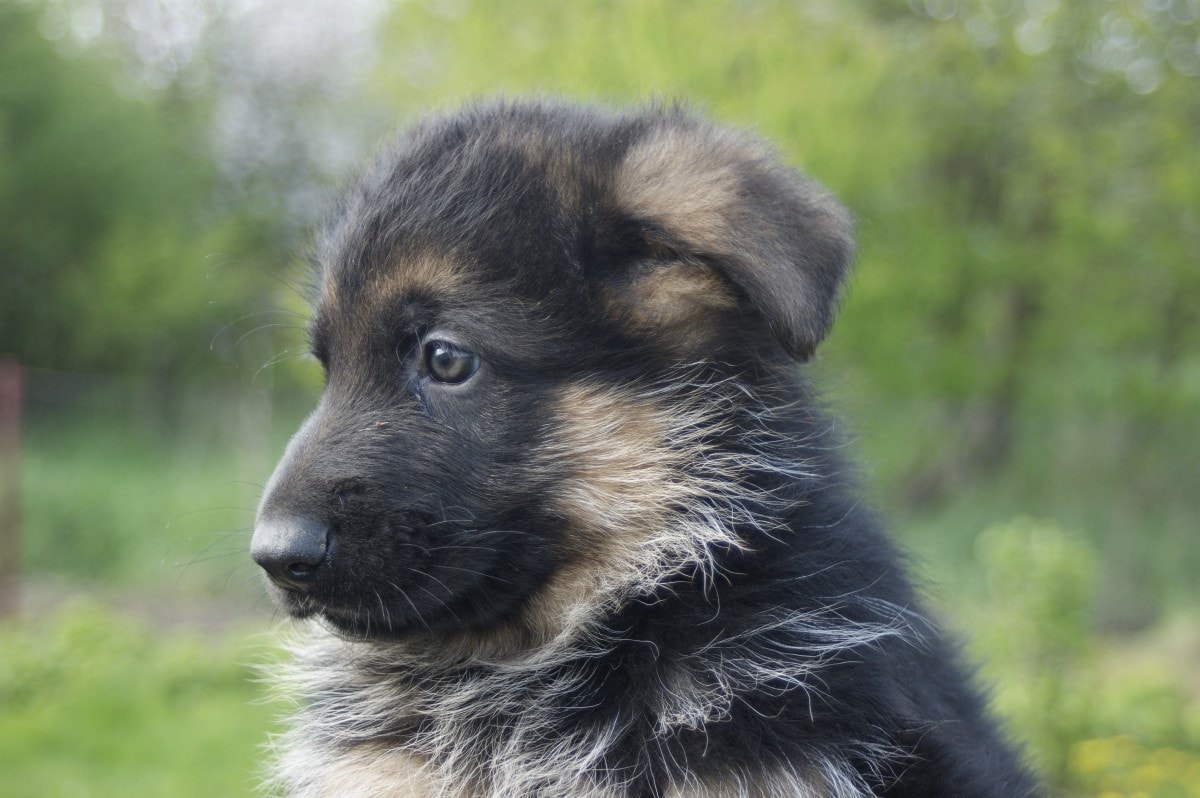 Shiloh Shepherd puppy