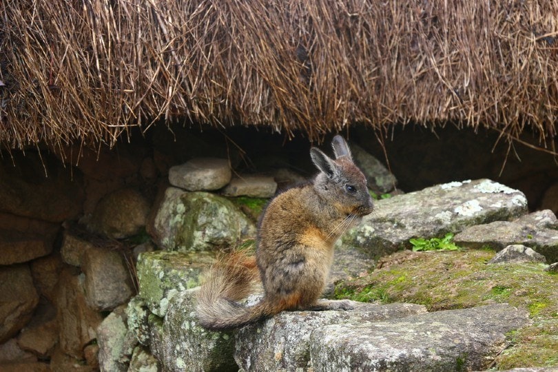 Short-tailed chinchilla