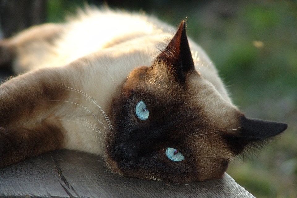 Siamese