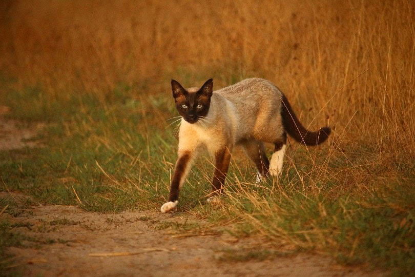 Siamese cat walking outdoor