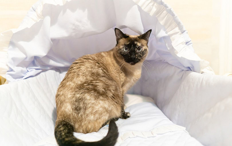 Siamese cat sitting in the baby's crib
