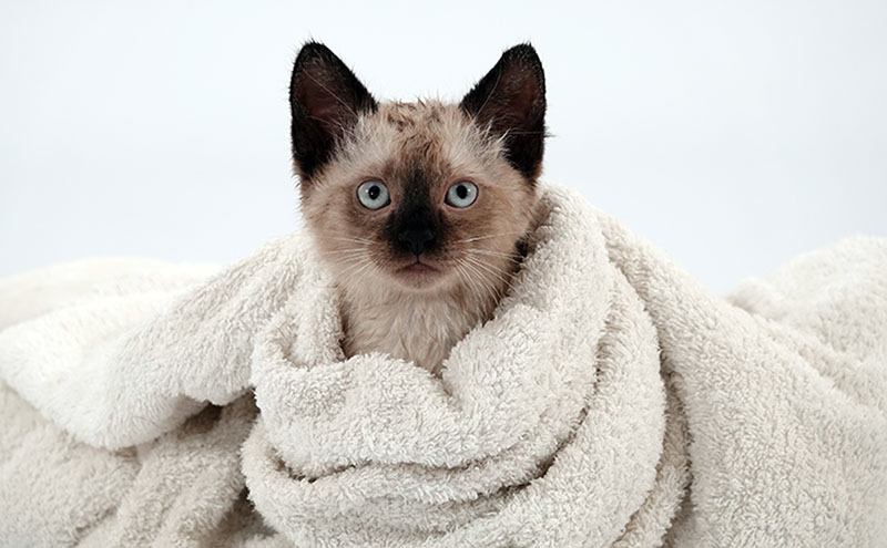 Siamese kitten after bathing wrapped in a towel on a white background
