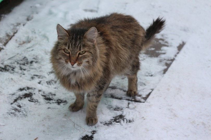 Siberian