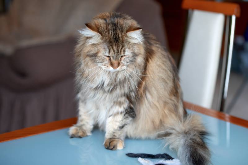 Siberian Cat Is Sitting At The Table