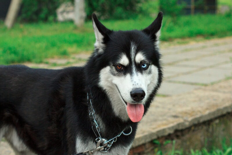 Siberian Husky with different eye color