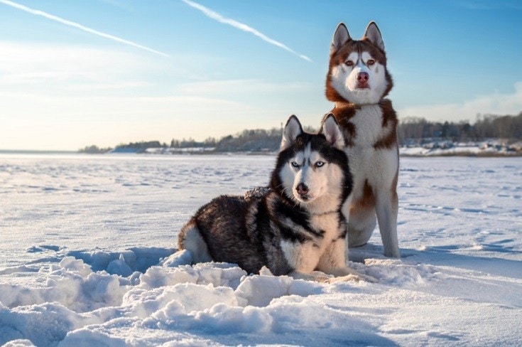 Siberian Husky_Shutterstock_Konstantin-Zaykov
