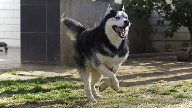 Siberian husky running in the yard