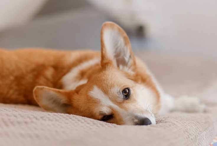 Sick Corgi