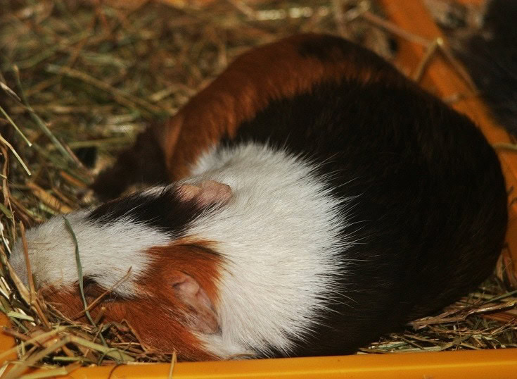 Sick Guinea Pig