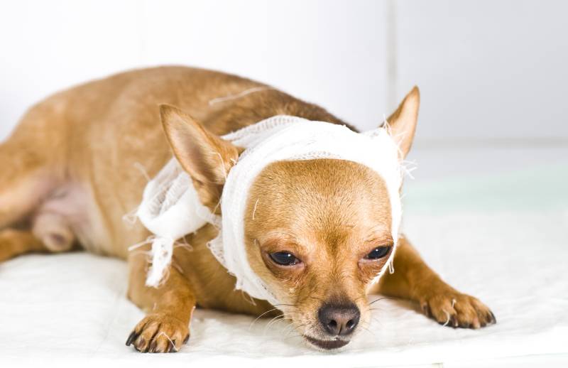 Sick dog after surgical manipulation in animal hospital