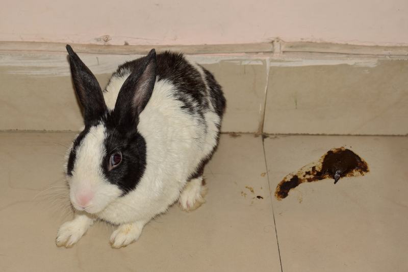Sick rabbit with poop showing it to be suffering from diarrhea
