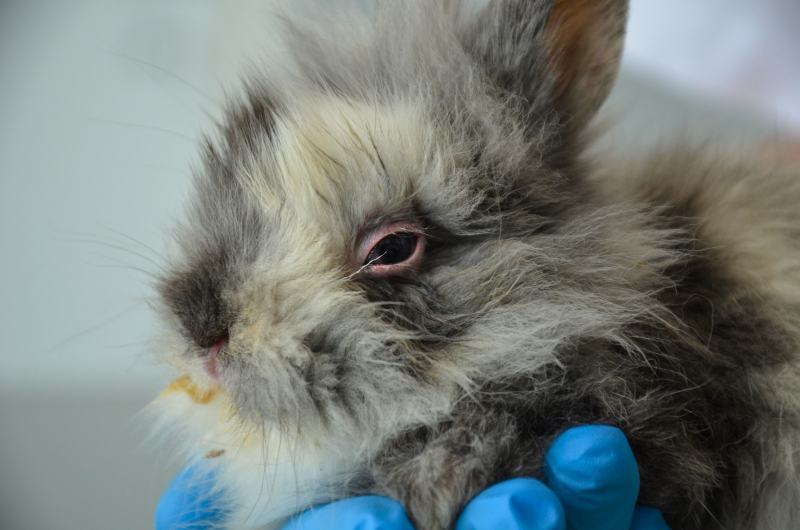 Sick young rabbit with conjunctivitis and respiratory infection at a vet clinic